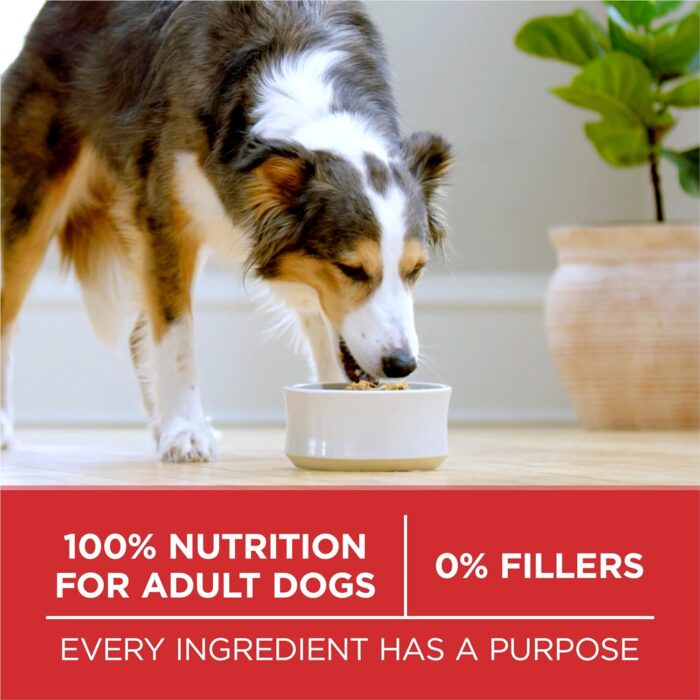 Wholesale Low MOQ Purina ONE Dry Dog Food Lamb & Rice Formula 31.1 lb. Bag - Image 3